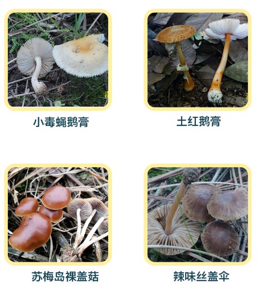 阜阳这里已出现！提醒：不要吃！