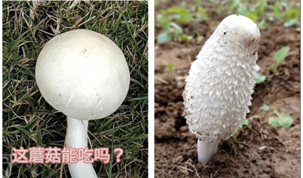阜阳这里已出现！提醒：不要吃！