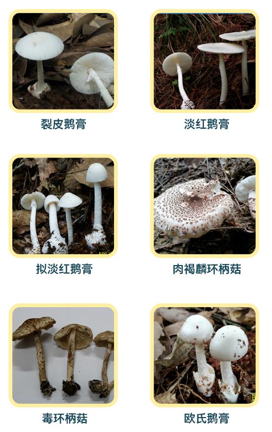 阜阳这里已出现！提醒：不要吃！