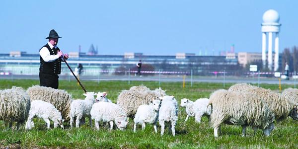 德国废弃机场变身牧场受欢迎 德国废弃机场变身牧场受欢迎