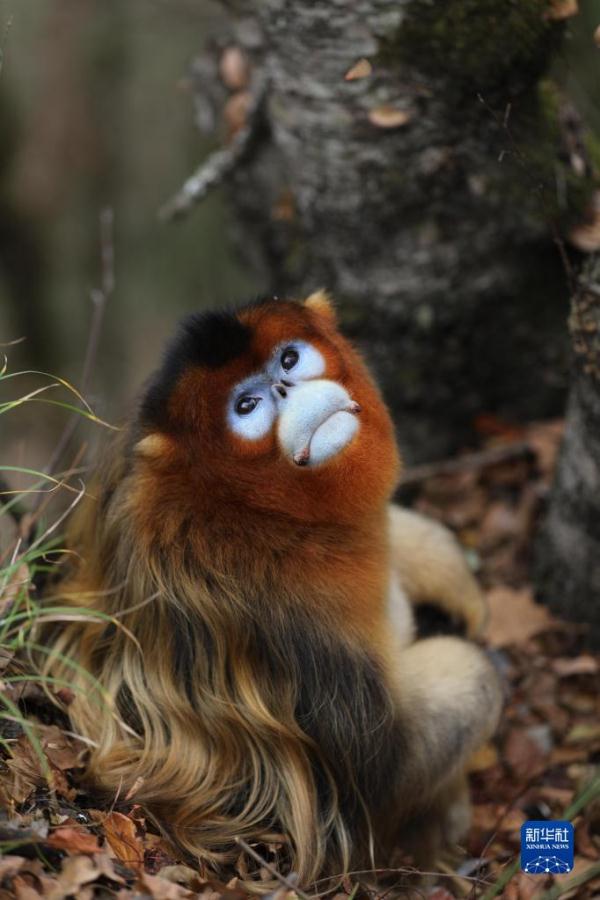 走进国宝川金丝猴栖息乐园 走进国宝川金丝猴栖息乐园