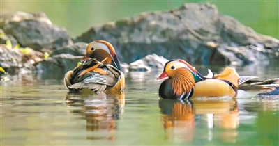 成群结队来越冬! 15只鸳鸯南岭戏水