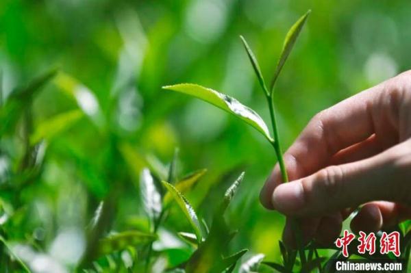 “中国传统制茶技艺及其相关习俗”申遗成功 系浙江牵头 “中国传统制茶技艺及其相关习俗”申遗成功 系浙江牵头