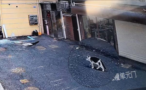 海宁周阿姨家中发生离奇“偷吃案”，真相有点“萌”…