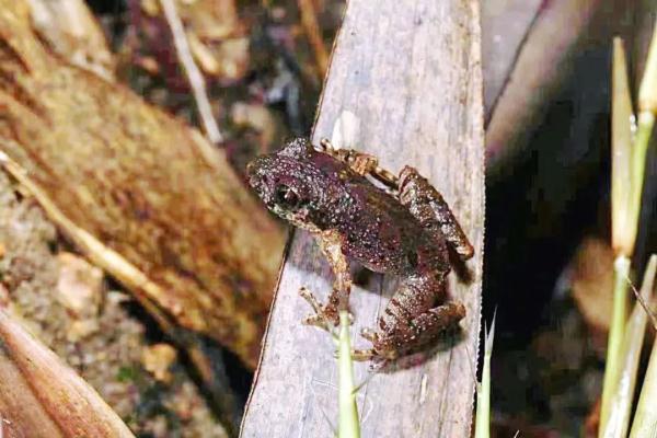 一只“蛙”竟然发出虫鸣！广东发现全球新物种→