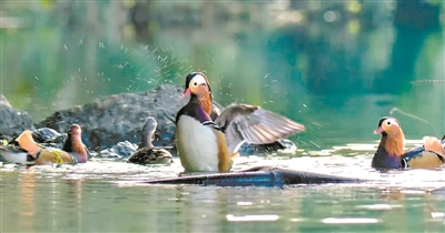 成群结队来越冬! 15只鸳鸯南岭戏水