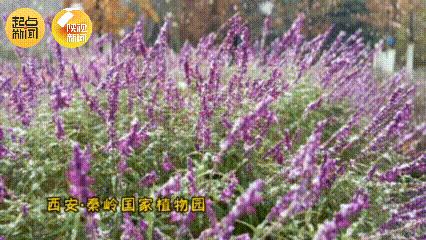 西安今日迎来初雪!陕西继续发布预警!多地降温降雪天气仍将持续..... 西安今日迎来初雪!陕西继续发布预警!多地降温降雪天气仍将持续.....