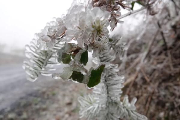 广西加入“下雪群聊”，多地气温个位数
