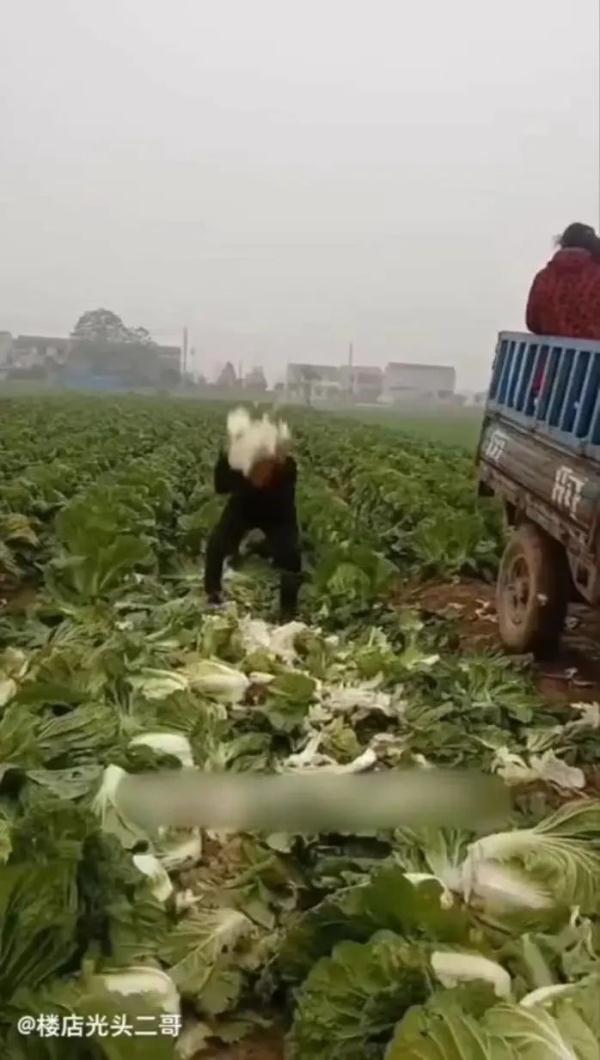 摆拍苦情戏!“白菜滞销农民大哭”,引发网友热议 摆拍苦情戏!“白菜滞销农民大哭”,引发网友热议