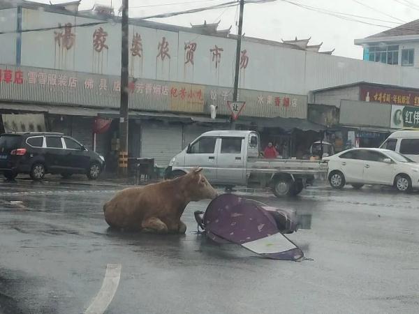 事发浙江！当场击毙