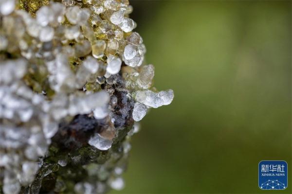 六盘水市梅花山现雾凇景观