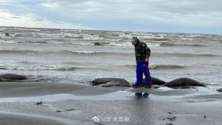 里海沿岸出现大量海豹尸体，原因不明
