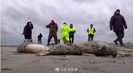 里海沿岸出现大量海豹尸体，原因不明