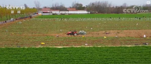 多部门联动加快蔬菜销售 河南蔬菜滞销状况基本解决 多部门联动加快蔬菜销售 河南蔬菜滞销状况基本解决