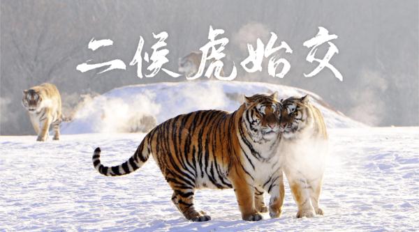 二十四节气之大雪:夜深知雪重,时闻折竹声 二十四节气之大雪:夜深知雪重,时闻折竹声