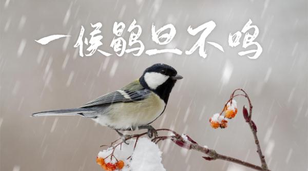 二十四节气之大雪:夜深知雪重,时闻折竹声 二十四节气之大雪:夜深知雪重,时闻折竹声