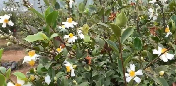 广西来宾新品油茶迎丰收 助农拓宽致富路 广西来宾新品油茶迎丰收 助农拓宽致富路