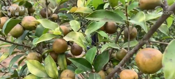 广西来宾新品油茶迎丰收 助农拓宽致富路 广西来宾新品油茶迎丰收 助农拓宽致富路