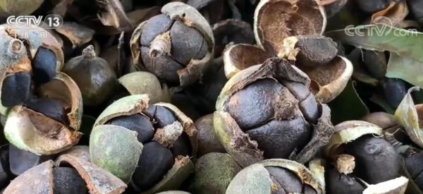 广西来宾新品油茶迎丰收 助农拓宽致富路 广西来宾新品油茶迎丰收 助农拓宽致富路