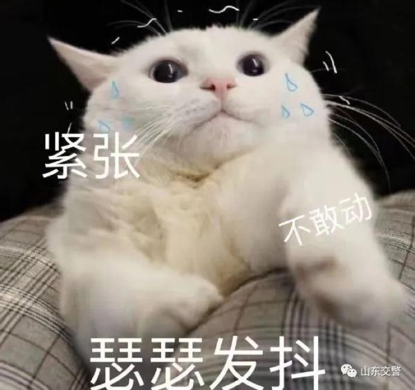 荒唐！无证、脱保、未年审 为躲交警钻坟地