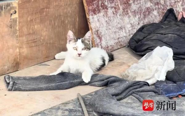 她养了120多只猫、470多条狗，如今…