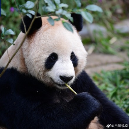 大熊猫京京和四海将在卡塔尔旅居15年