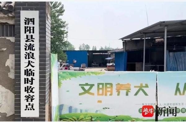 她养了120多只猫、470多条狗，如今…
