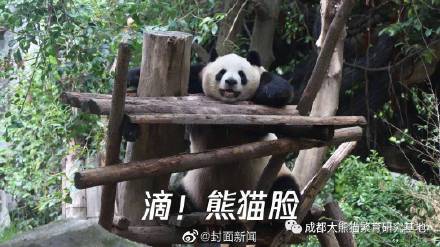 滴，熊猫卡！成都大熊猫可用熊脸识别刷脸