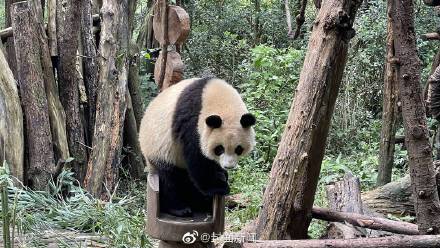 滴，熊猫卡！成都大熊猫可用熊脸识别刷脸