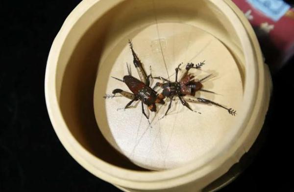 斗蛐蛐设赌局,构成开设赌场罪还是赌博罪? 斗蛐蛐设赌局,构成开设赌场罪还是赌博罪?