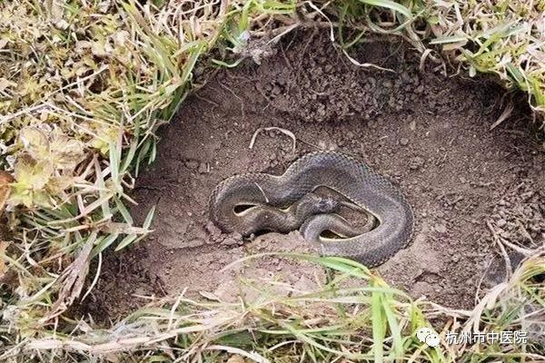 大冬天了还要“来一口”!医生:冬天仍需防蛇 大冬天了还要“来一口”!医生:冬天仍需防蛇