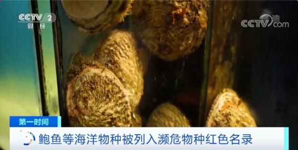 面临“灭绝危险”！鲍鱼，进了濒危物种红色名录