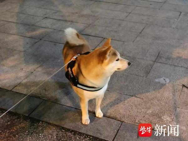 95后姑娘当“遛狗师”，意外走红