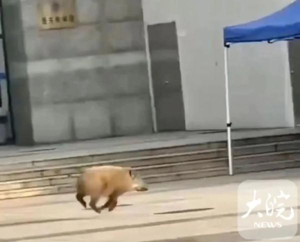 野猪猎人，赏金难挣