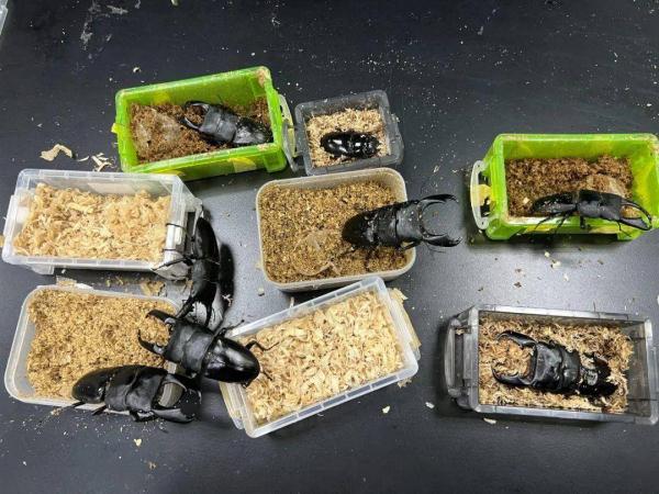 广州海关:查获8只活体甲虫 广州海关:查获8只活体甲虫