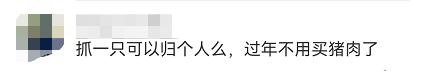 野猪猎人，赏金难挣
