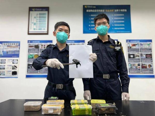 广州海关:查获8只活体甲虫 广州海关:查获8只活体甲虫