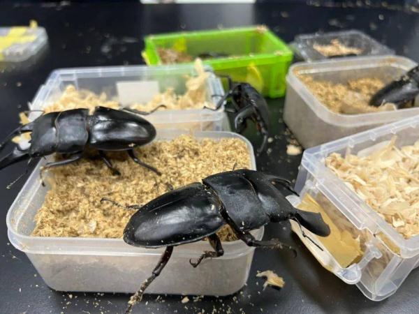 广州海关:查获8只活体甲虫 广州海关:查获8只活体甲虫