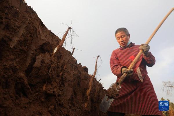 河南温县：山药收获忙