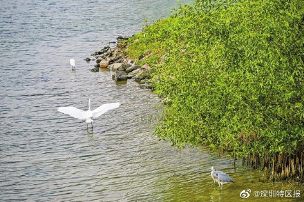 深圳冬日赏花观鸟攻略来了 ！