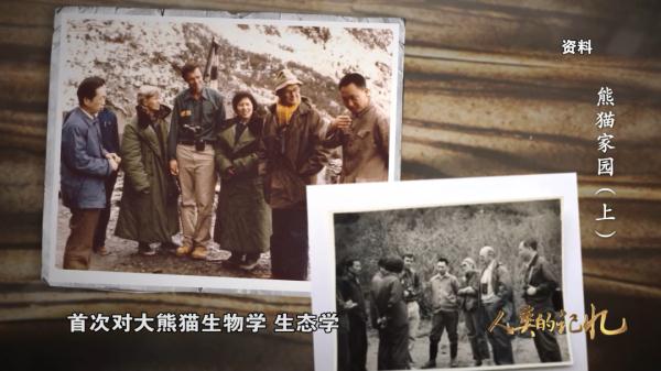 来自800万年前的原始生命遗老——大熊猫