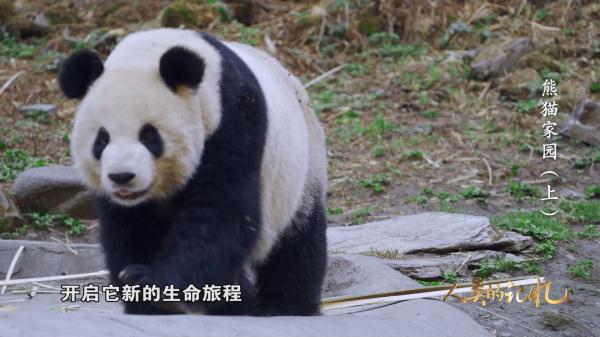 来自800万年前的原始生命遗老——大熊猫