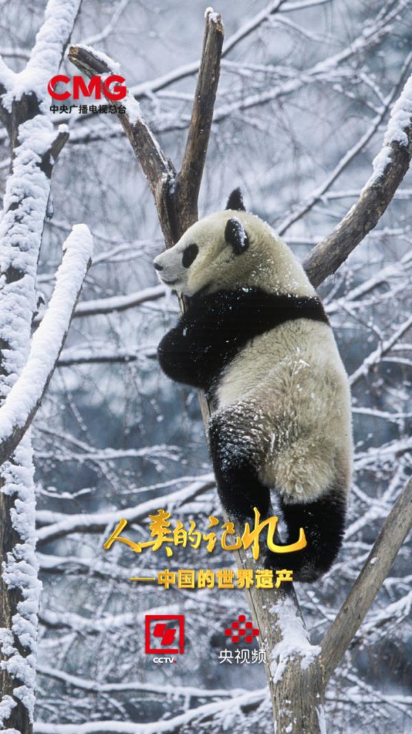 来自800万年前的原始生命遗老——大熊猫