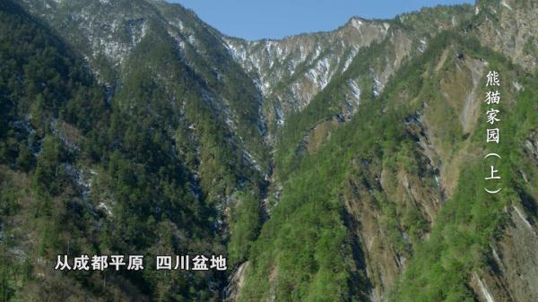 来自800万年前的原始生命遗老——大熊猫