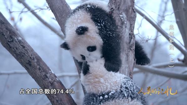 来自800万年前的原始生命遗老——大熊猫
