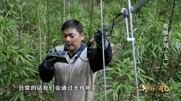 来自800万年前的原始生命遗老——大熊猫