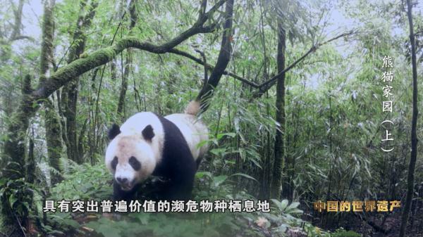 来自800万年前的原始生命遗老——大熊猫