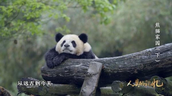 为了大熊猫，他们有多努力？