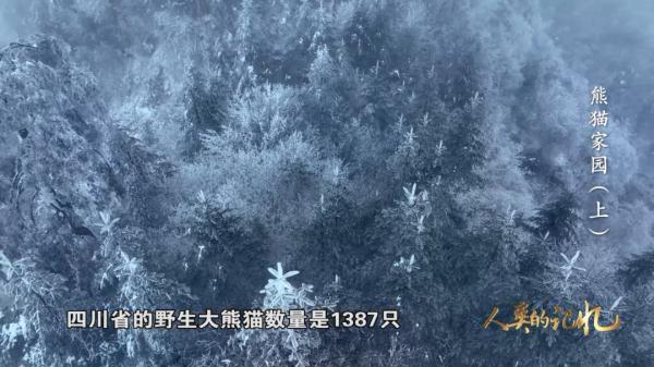 为了大熊猫，他们有多努力？