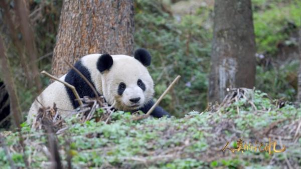 为了大熊猫，他们有多努力？